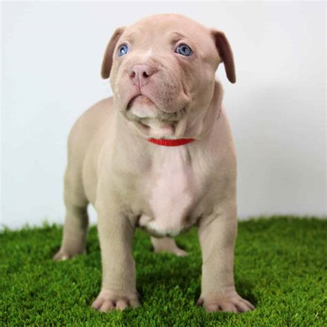 pitbull puppies for sale near me 2022